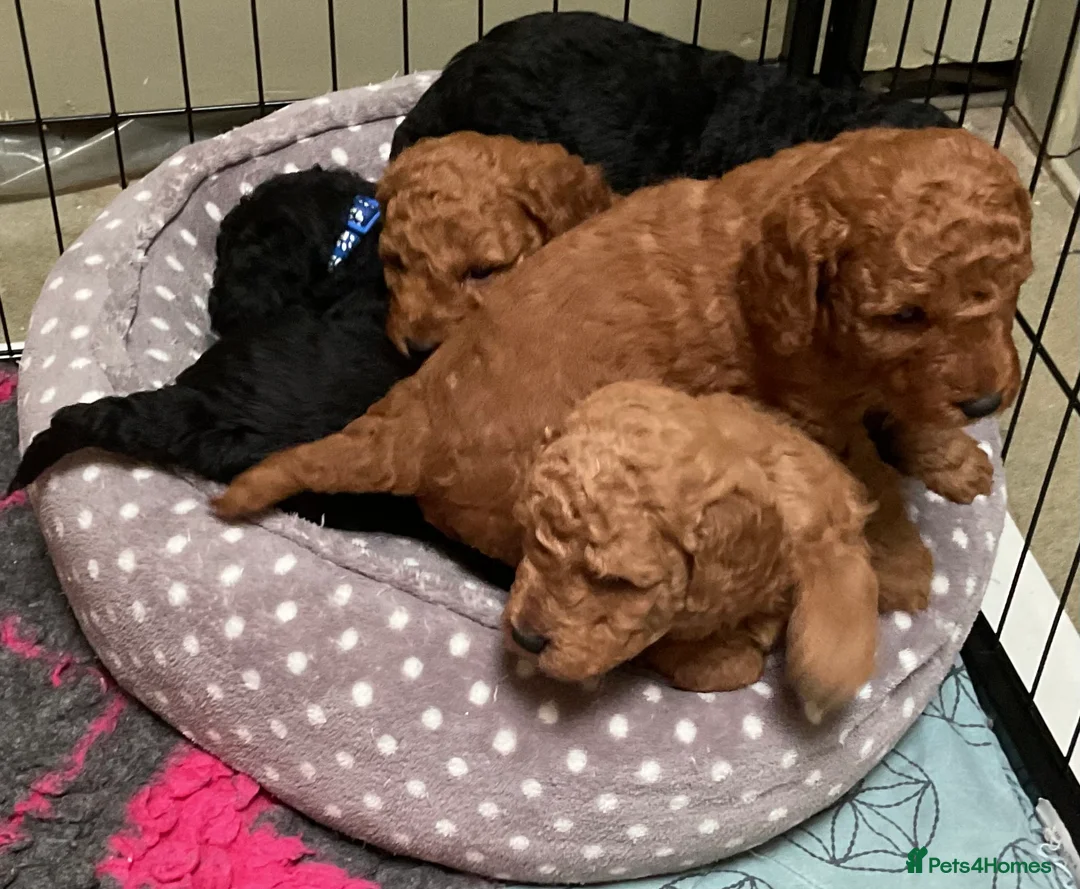 Cockapoo dogs for sale: COCKAPOO PUPPIES RED & BLACK in CAMBRIDGESHIRE  - Advert 10