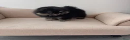 Pomeranian dogs for sale: 👑 Exclusive Rare Black & Tan Pomeranians 👑 - Advert 11