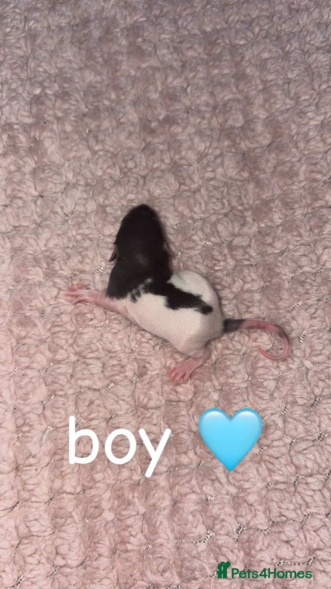 Rat rodents for sale: Baby rats for sale  - Advert 4