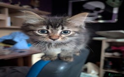 Mixed Breed cats for sale: Fluffy kittens mums part maincoon - Image 4