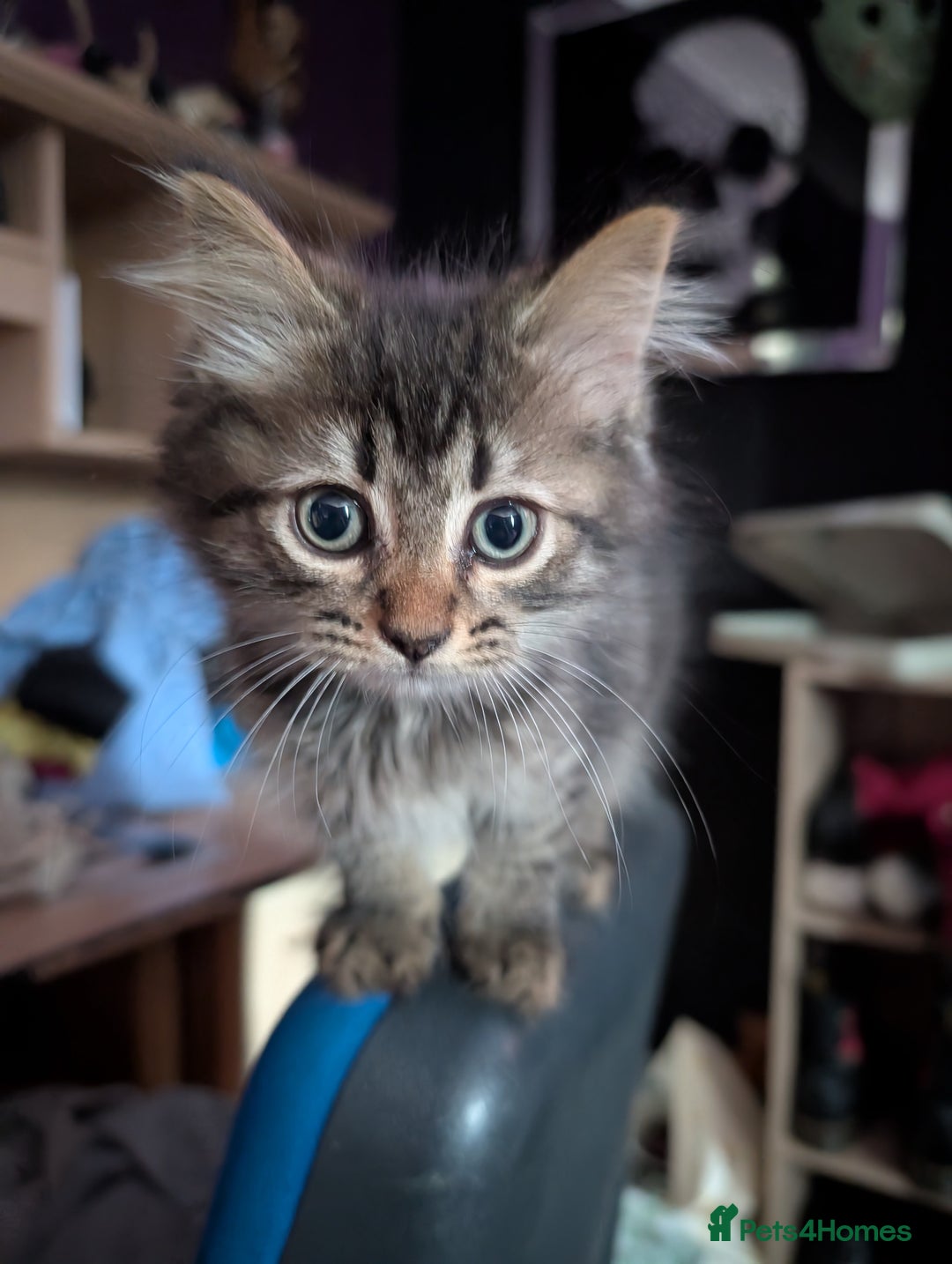 Mixed Breed cats for sale: Fluffy kittens mums part maincoon - Image 4