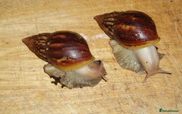 Snails invertebrates for sale: GIANT AFRICAN LAND SNAILS (fulica) - Image 1
