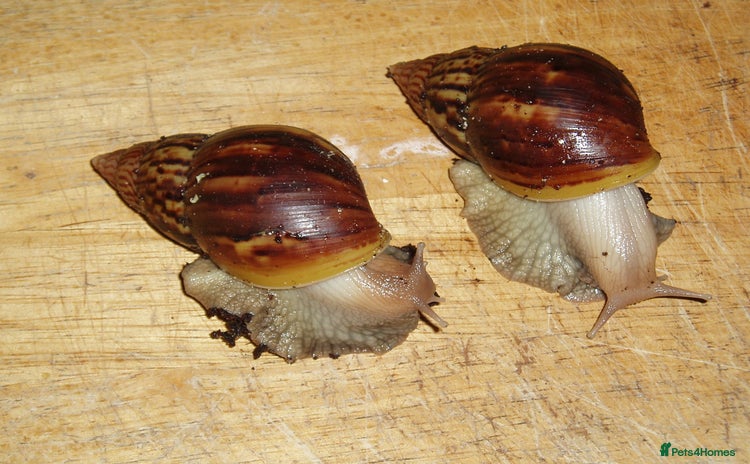 Snails invertebrates - Advert 3