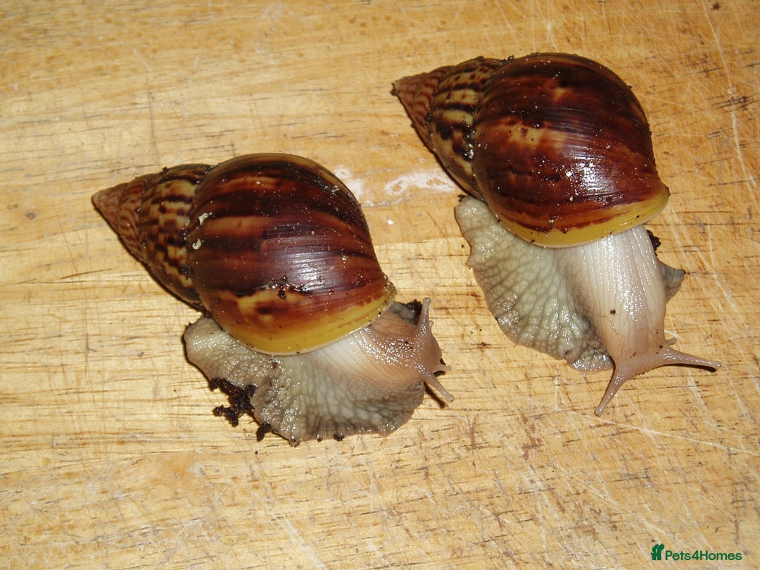 Snails invertebrates for sale: GIANT AFRICAN LAND SNAILS (fulica) - Image 1