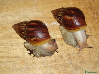 Snails invertebrates - Advert 34