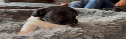 Mixed Breed dogs for sale: F1 cockerpoos - Advert 9