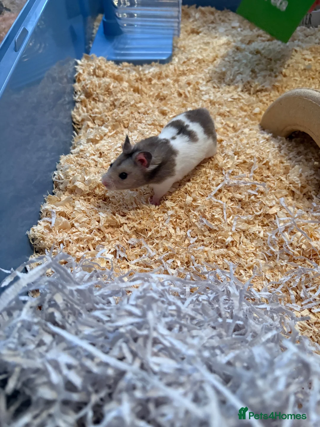 Hamster rodents for sale: 2 male Syrian hamsters 🐹  - Advert 2