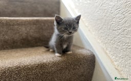 Persian cats for sale: Beautiful Half Persian kittens for sale.  - Image 4