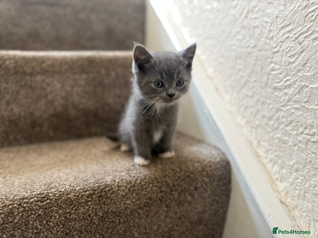 Persian cats for sale: Beautiful Half Persian kittens for sale.  - Image 4