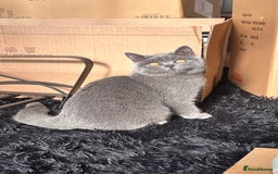 British Shorthair cats for sale: Pure Grey British short hair kittens  - Image 6