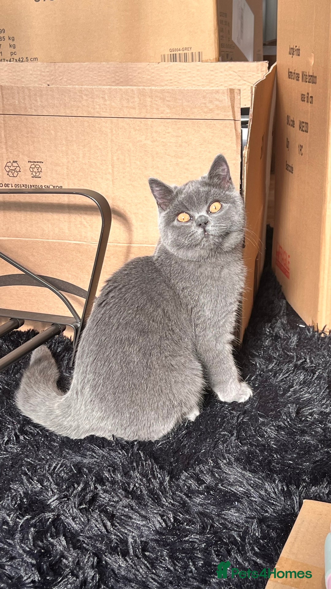 British Shorthair cats for sale: Pure Grey British short hair kittens  - Image 6