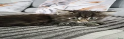 Siberian cats for sale: 6 hypoallergenic Siberian kittens  in London - Advert 14