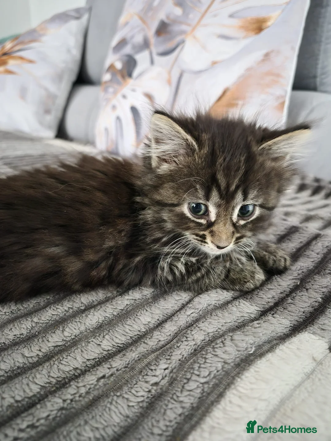 Siberian cats for sale: 4 hypoallergenic Siberian kittens  - Advert 33