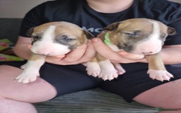 English Bull Terrier dogs for sale: English bull terrier  - Image 8