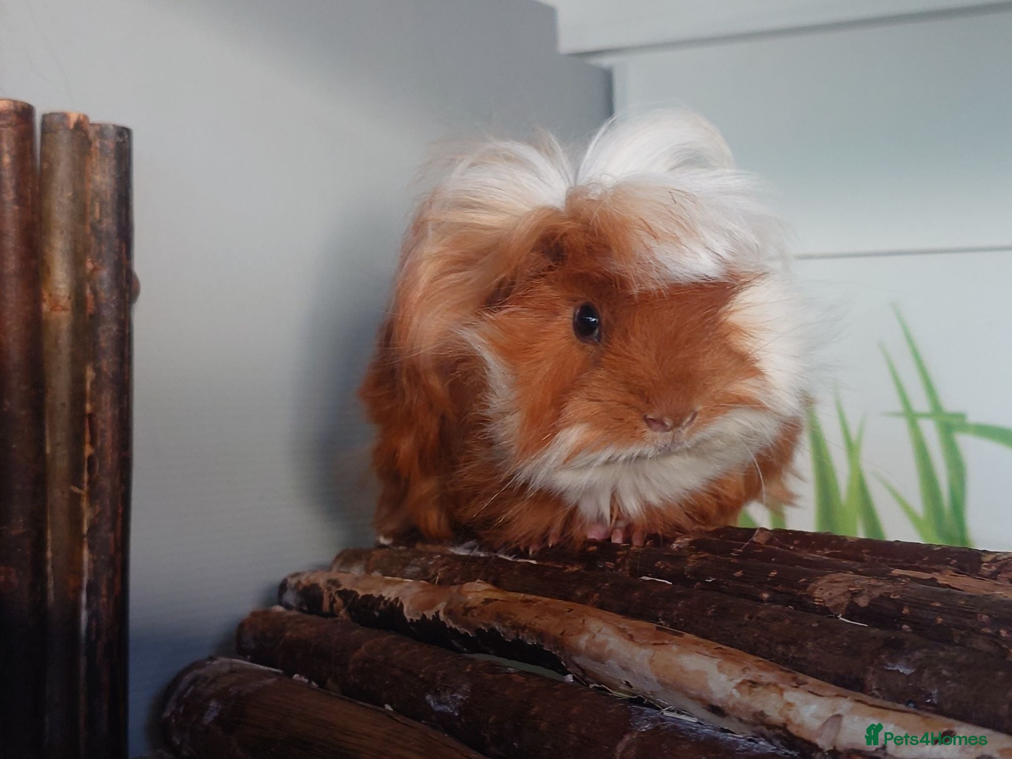 Guinea Pig rodents Peruvian, Sheltie & Alpaca Guinea Pig baby boars - Advert 17