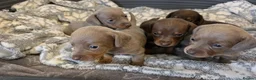 Miniature Dachshund dogs for sale: KC Registered Miniature Dachshund Puppies  - Advert 5
