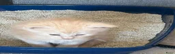 Maine Coon cats for sale: 😻😻 STUNNING CREAM MALE MAIN COONS 😻😻 - Advert 6