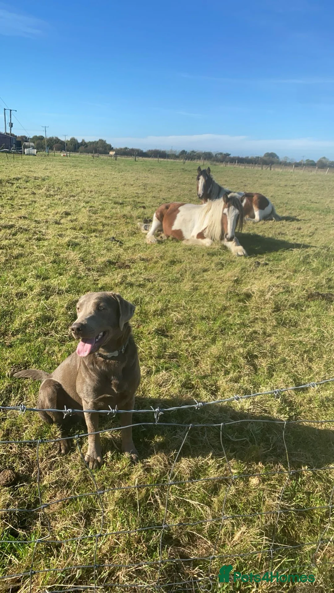 Labrador Retriever dogs for stud: Silver Labrador Stud  in Peterborough - Advert 5