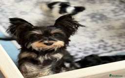 Biewer Terrier dogs for sale: Yorkshire terrier biewer  - Image 4