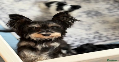 Biewer Terrier dogs - Advert 2