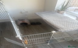 Mini Lop rabbits for sale: Chocolate Mini Lop one year old male.  - Image 5