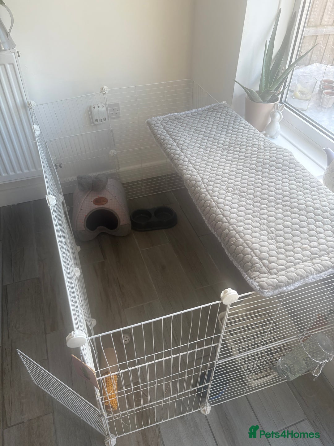 Mini Lop rabbits for sale: Chocolate Mini Lop one year old male.  - Image 5