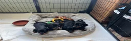 Miniature Dachshund dogs for sale: Kc reg miniature dachshunds - 2 girls - 2 boys  - Advert 15