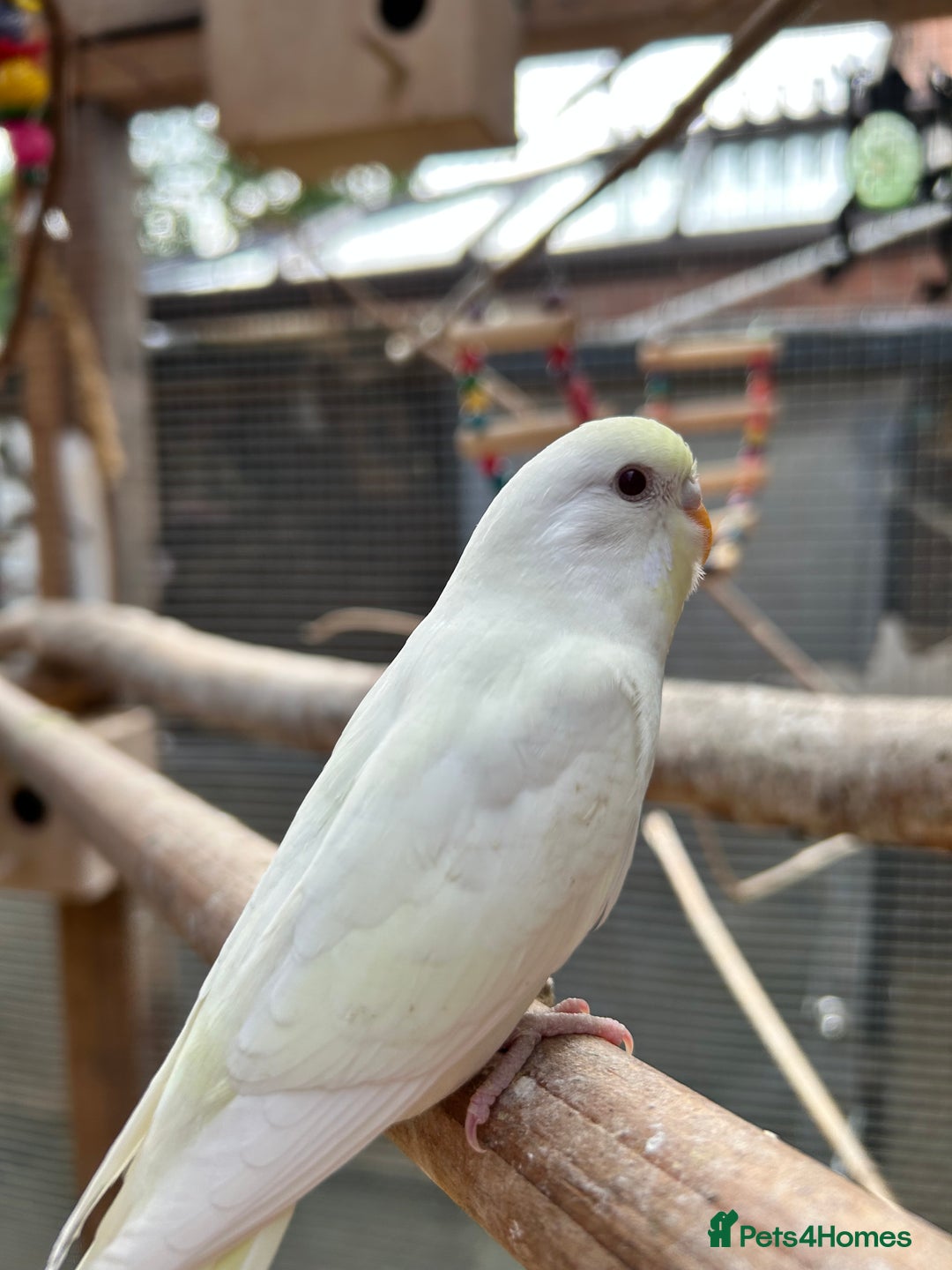 Budgerigars birds for sale: Beautiful Baby Budgies - Image 5