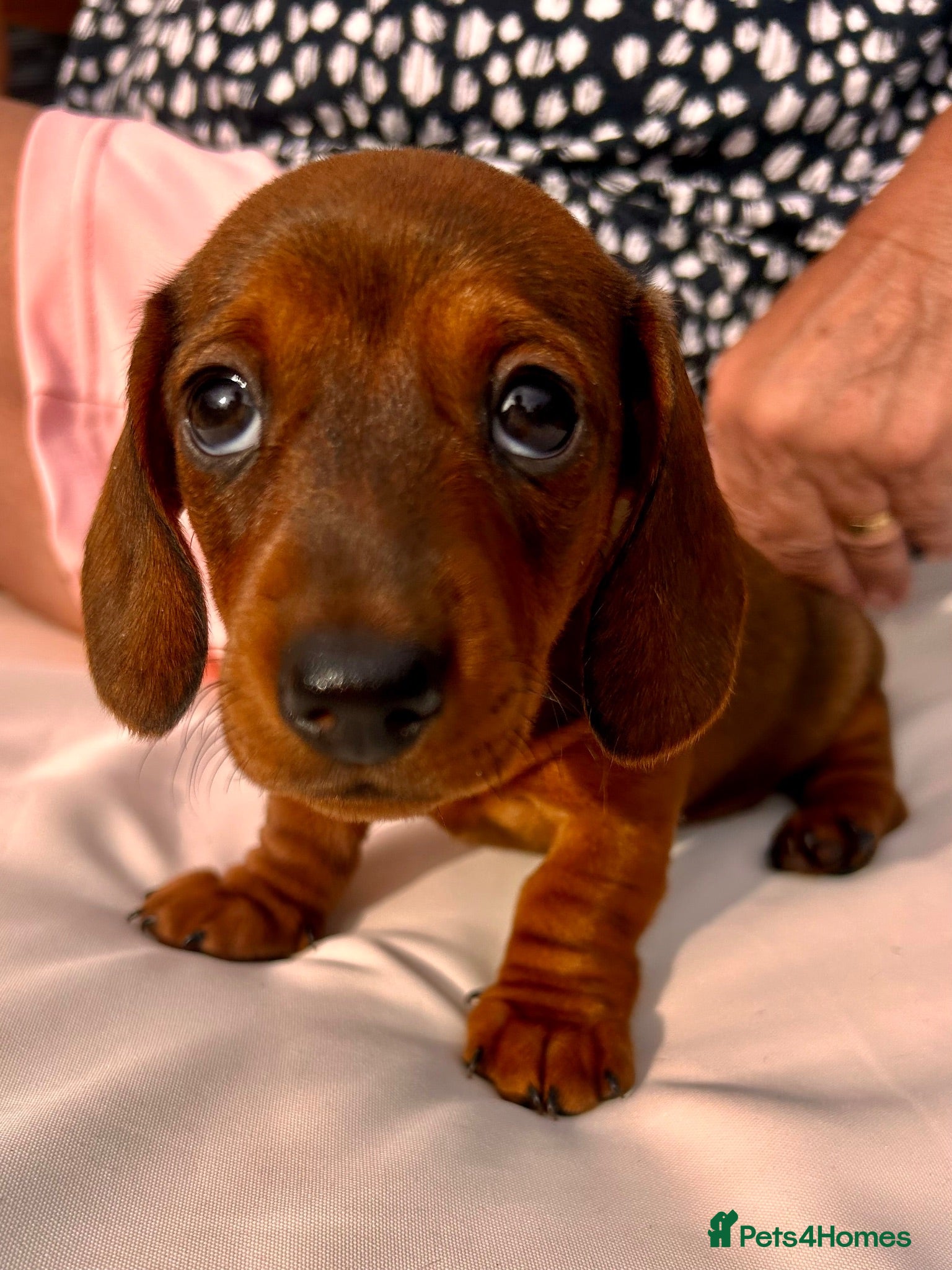 Miniature Dachshund dogs Beautiful miniature dachshunds - Advert 1