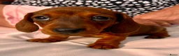 Miniature Dachshund dogs for sale: Beautiful miniature dachshunds in Treharris - Advert 11