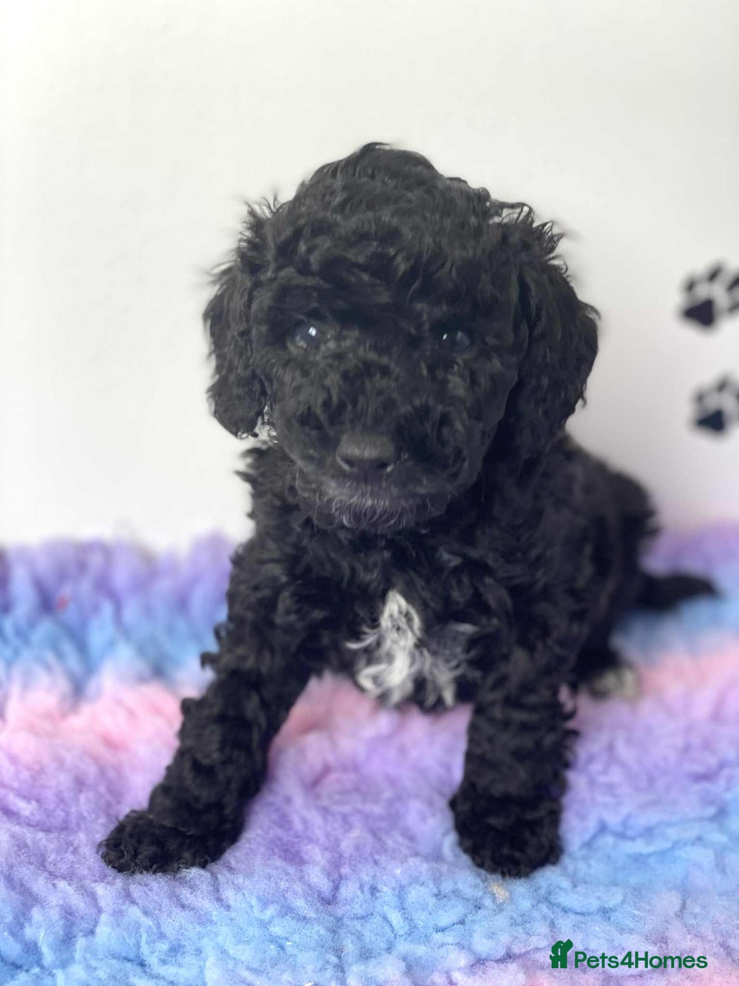 Cockapoo dogs for sale: F1b cockapoo ready to leave now last girl left - Image 35