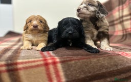 Cockapoo dogs for sale: stunning toy cockapoo  - Advert 18