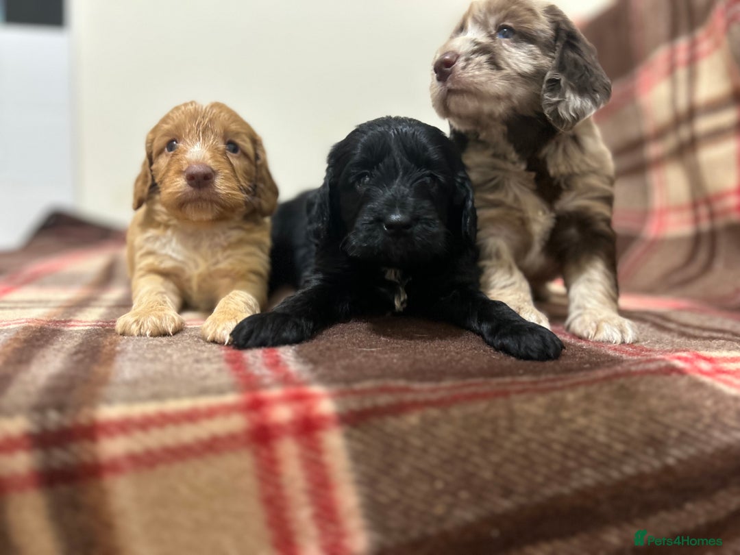 Cockapoo dogs for sale: stunning toy cockapoo  - Advert 18