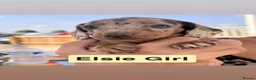 Dachshund dogs for sale: Stunning Dachshunds  - Advert 12