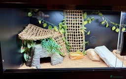 Bearded Dragon reptiles for sale: Zero Bearded Dragon plus full setup - Image 8