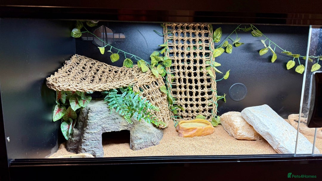 Bearded Dragon reptiles for sale: Zero Bearded Dragon plus full setup - Image 8