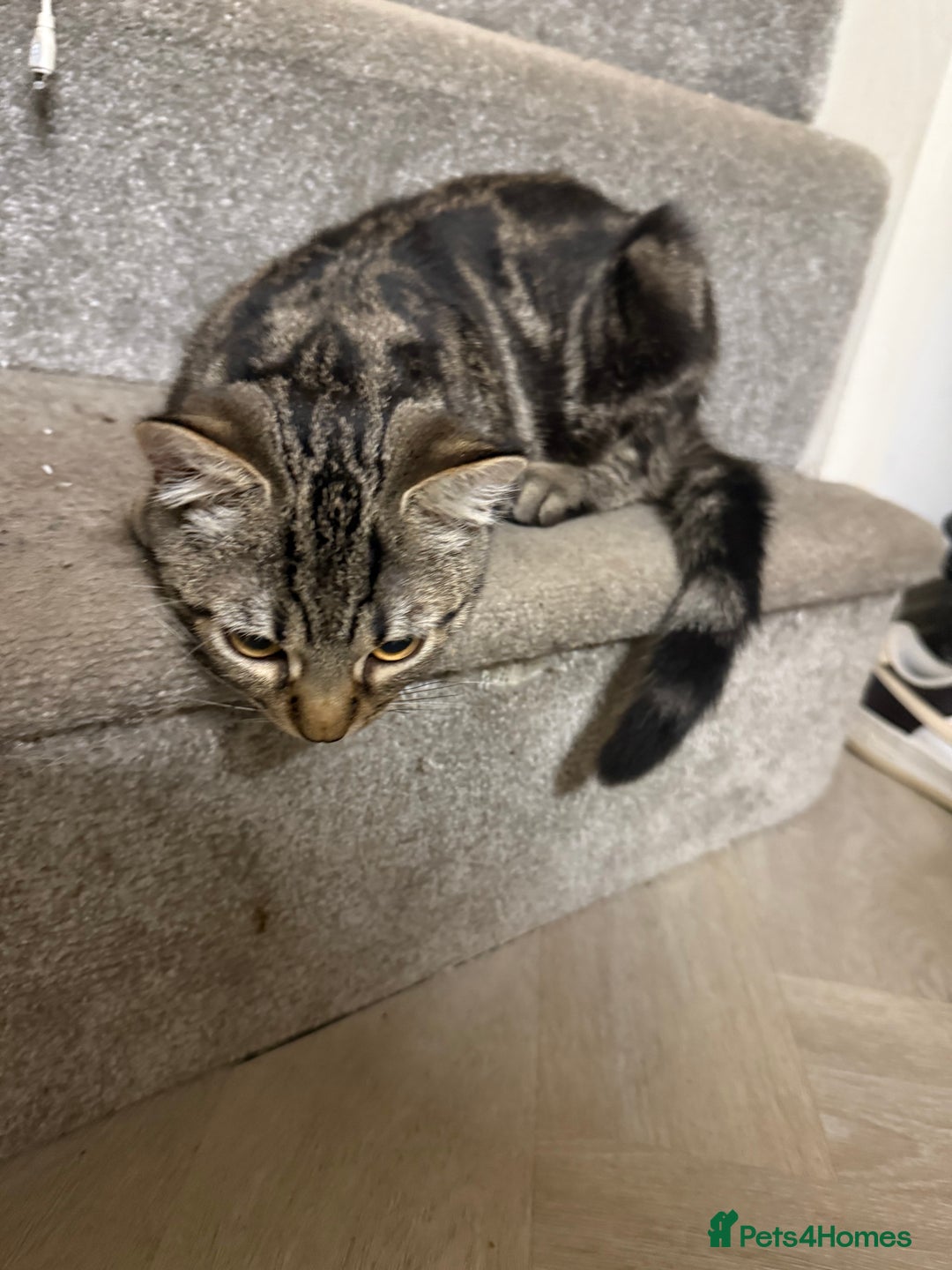 Mixed Breed cats for sale: Tabby male kitten 5 months old  - Advert 7