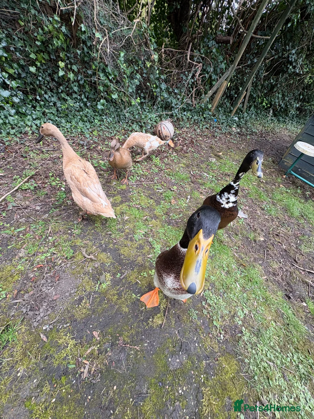 Ducks poultry for sale: Indian runner ducklings x6  - Advert 3