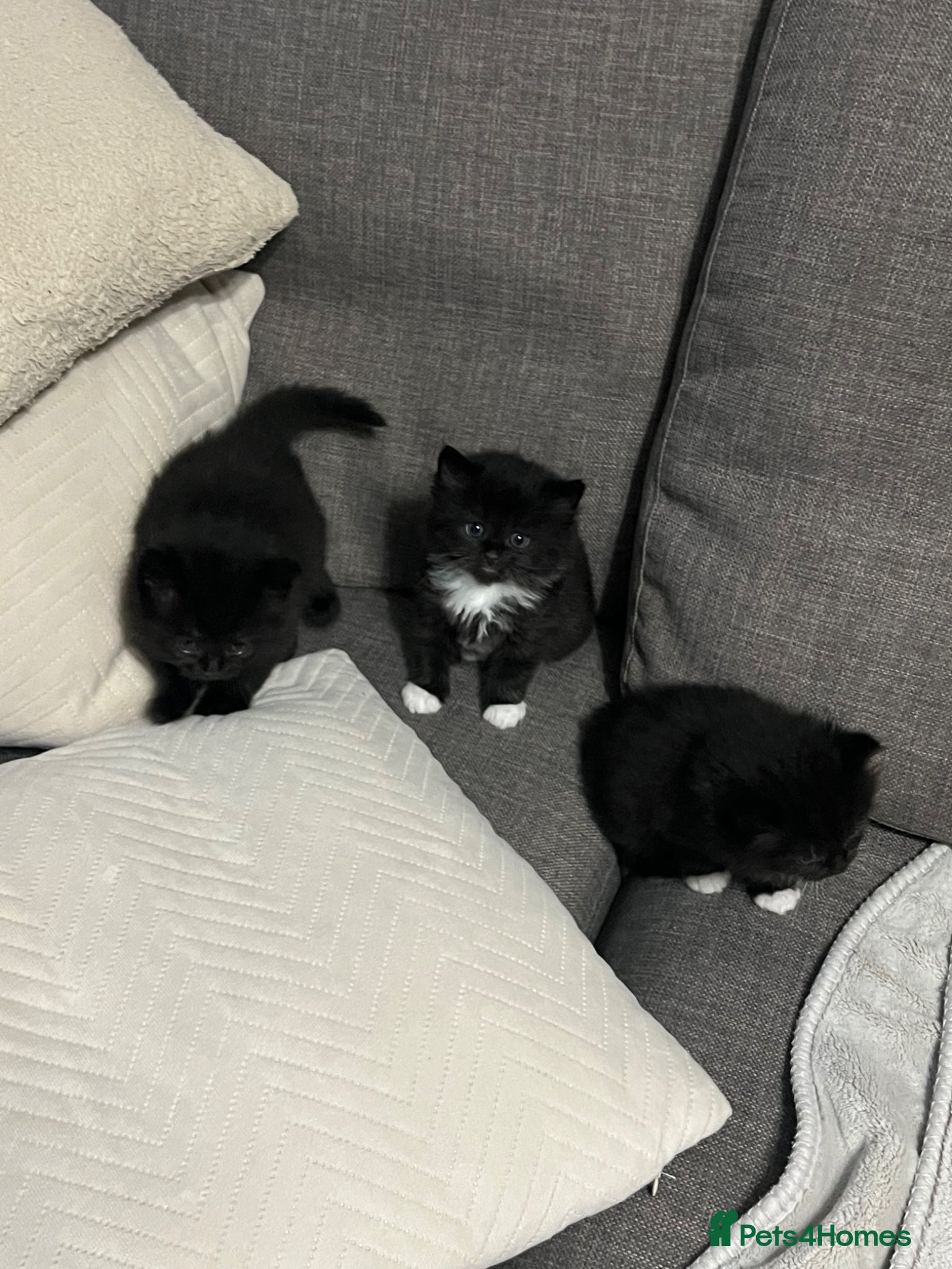 Mixed Breed cats Male kitten - Advert 15