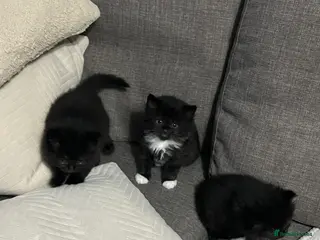 Mixed Breed cats Male kitten - Advert 15