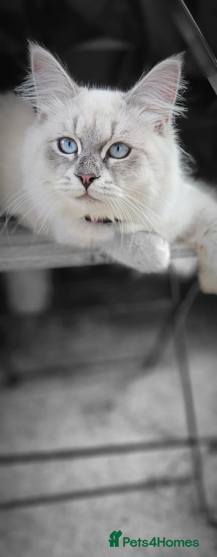 Siberian cats Stunning Siberian Neva Masquerade Male  - Advert 4