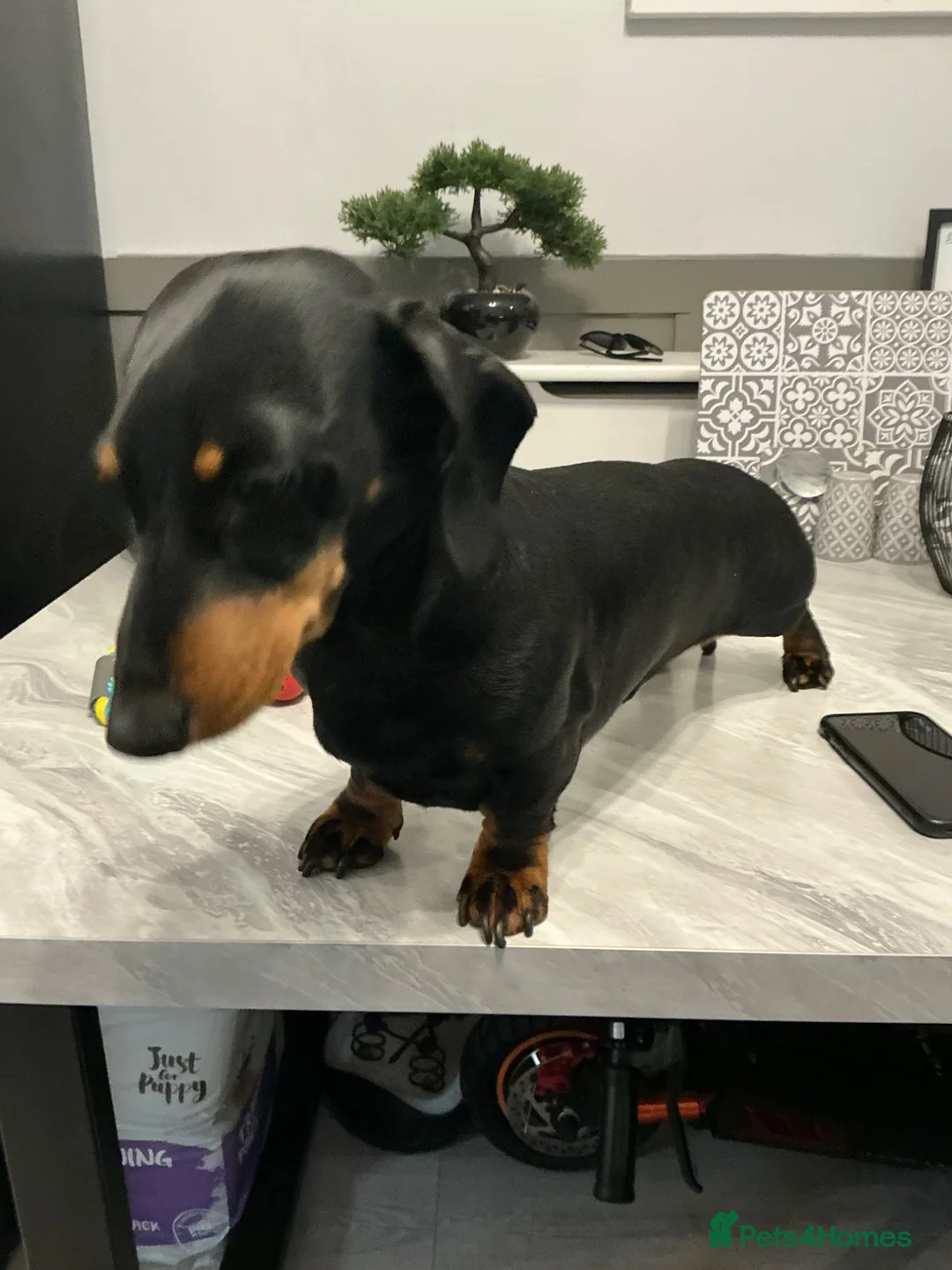 Miniature Dachshund dogs for stud: FOR STUD.  - Advert 1