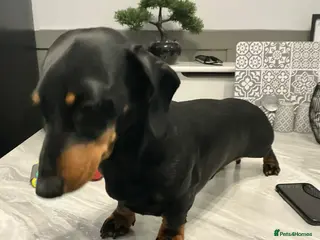 Miniature Dachshund dogs FOR STUD. - Advert 1