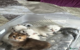 British Longhair cats for sale: Stunning British Longhair Kittens Ready to collect - Image 26