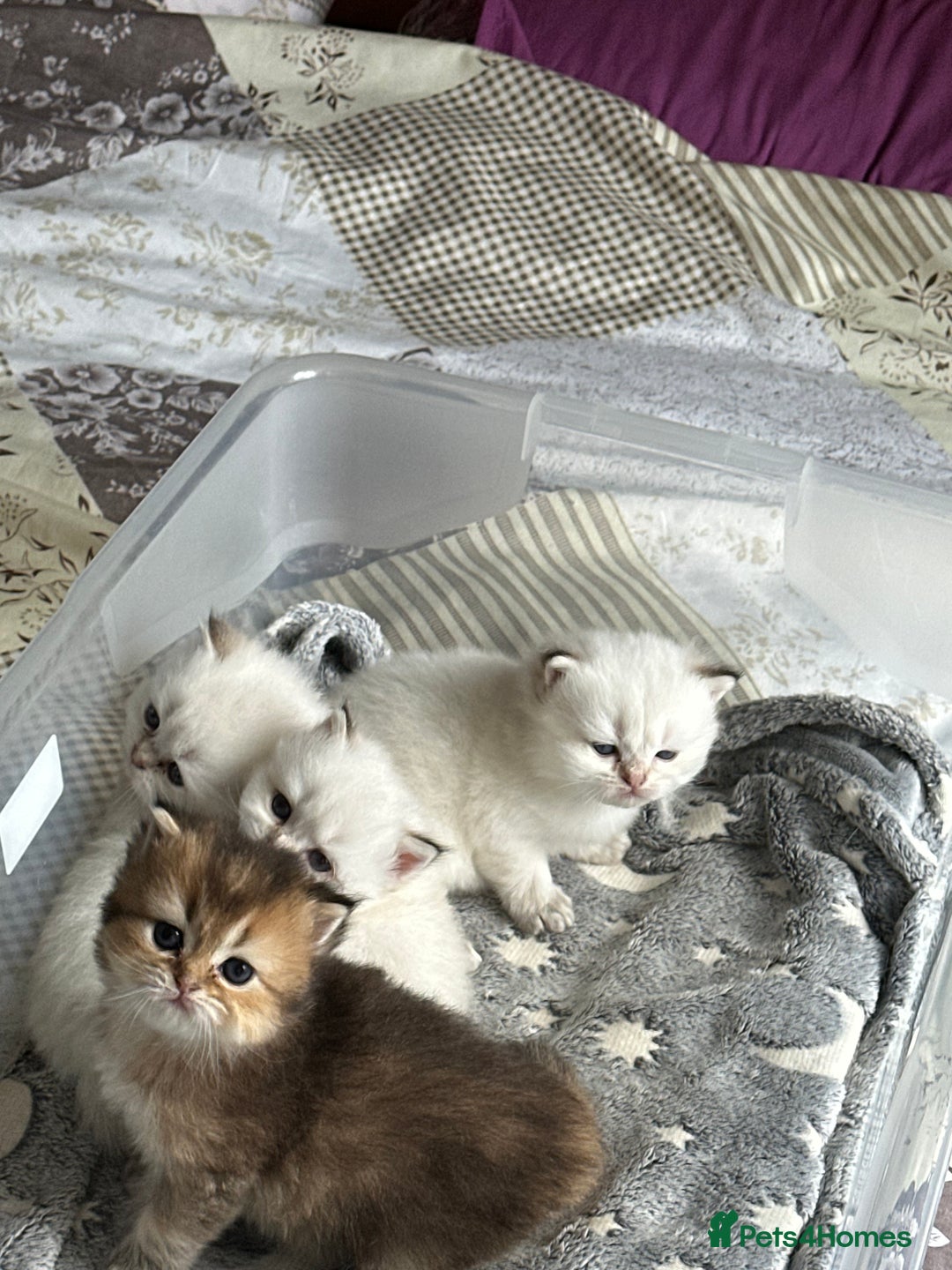 British Longhair cats for sale: Stunning British Longhair Kittens Ready to collect - Image 26