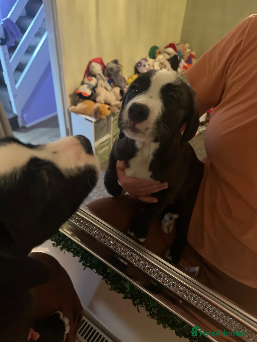 Mixed Breed dogs for sale: Lab- Cane Corso Puppies Looking for Loving Homes  - Advert 14