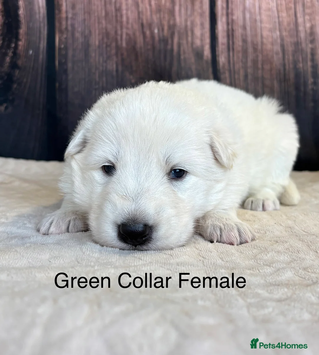 Mixed Breed dogs for sale: KC White Swiss Shepherd X KC German Shepherd Pups - Advert 6