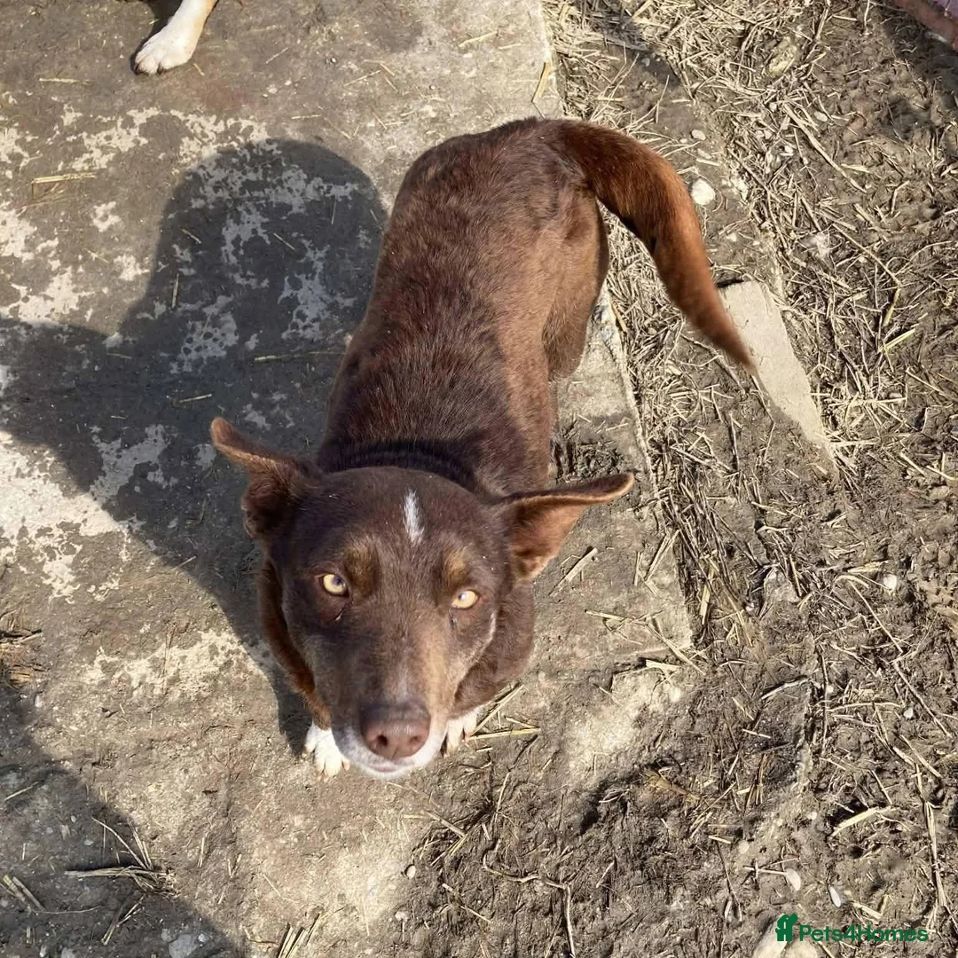 Mixed Breed dogs for adoption: India - Norwich Norfolk  - Advert 2