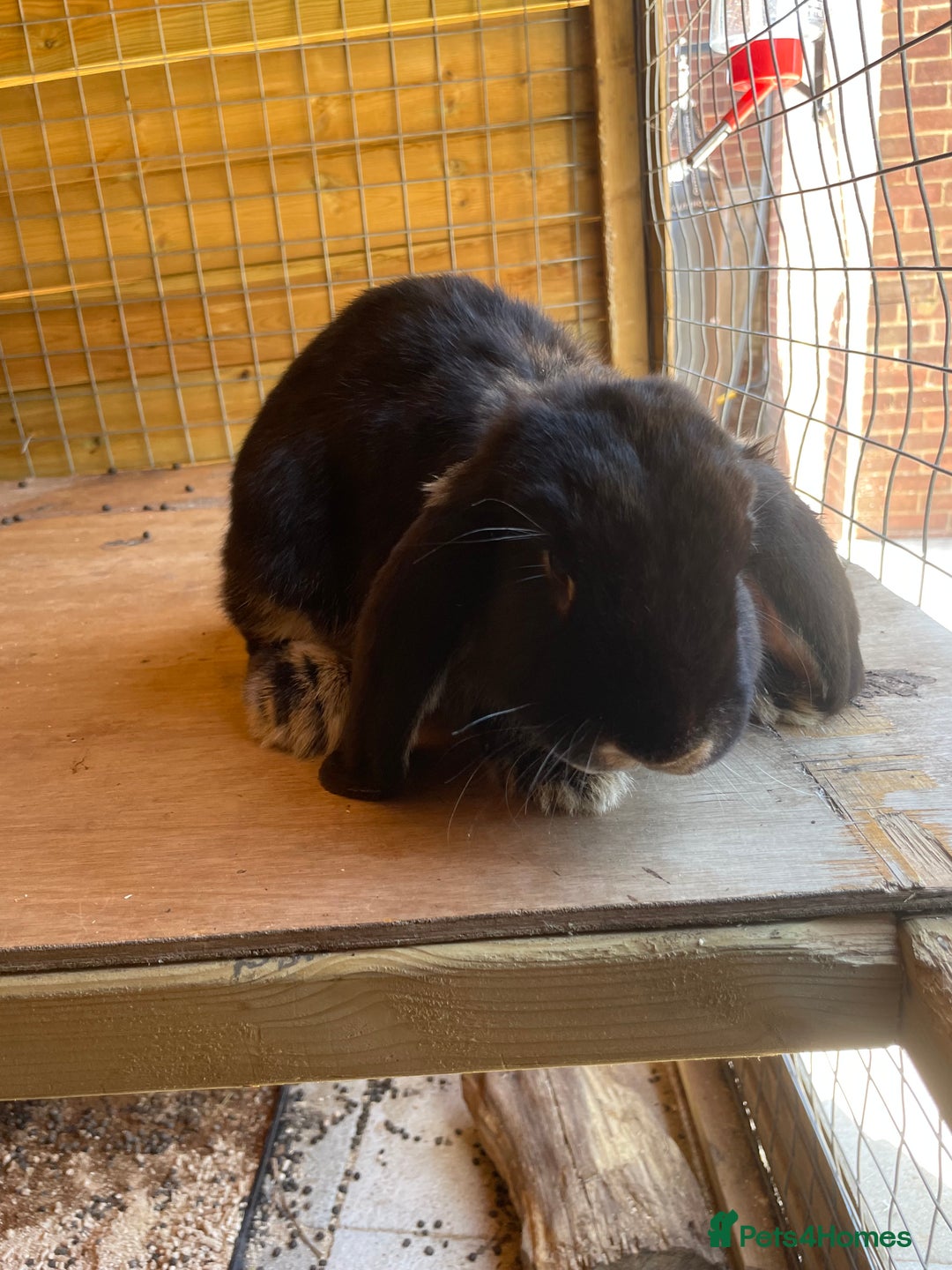 French Lop rabbits for sale: Giant French lop boy not dwarf lop - Image 4