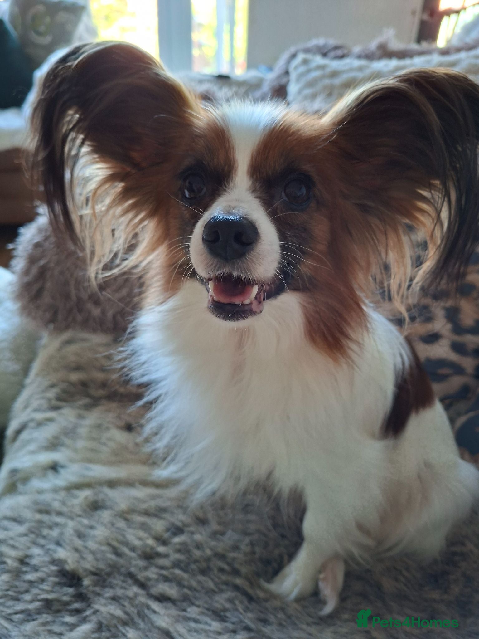 Mixed Breed dogs Stunning small papipoos/ papillon  x toy poodle - Advert 2